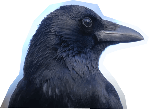 Crow